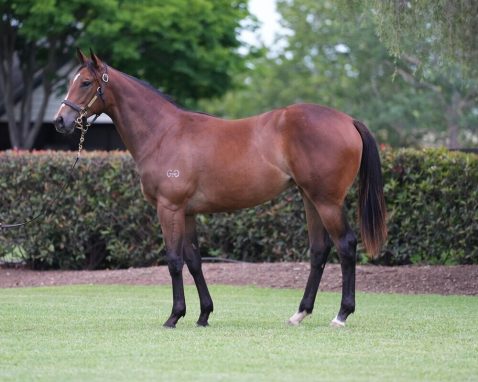 Captivant x Tornado Miss