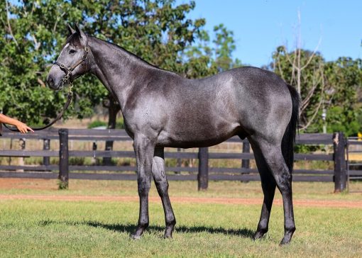 Spirit Of Boom x Bevico Girl